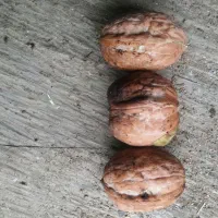 گردو روغنی