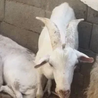 چپش سانان اصل اصل برای نژادوشیر