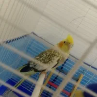 عروس هلندی نر