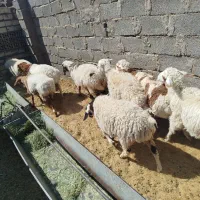 بره شیر