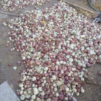 پیاز دهاتی|خوردنی و آشامیدنی|آشتیان, |دیوار