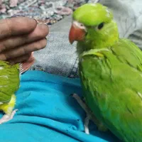 ملنگو سرلاکی