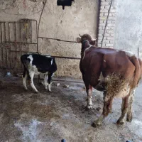 گاوشیر۲۰گوساله ماده|حیوانات مزرعه|اراک, |دیوار