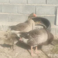 پرنده