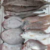 سلام ماهی تازه رسید تاریخ ۱۵و۸