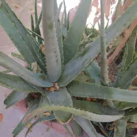 تعداد گل وگلدان
