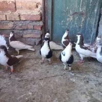 کفتر رنگی|پرنده|قزوین, |دیوار