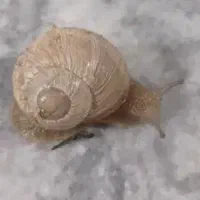 حلزون‌‌هانهای‌کلاژن‌ساز‌‌مولد