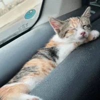 واگذاری گربه|گربه|کرج, گوهردشت|دیوار