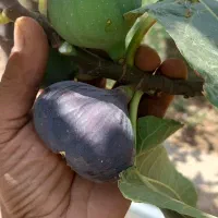 درخت انجیر سیاه مصری ۵ ساله
