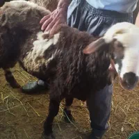 بــره نــر