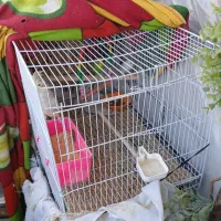 عروس هلندی و مرغ عشق|پرنده|مشهد, کوی سیدی|دیوار