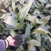 برگ عبایی|گل و گیاه طبیعی|کوچصفهان, |دیوار