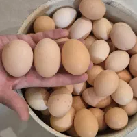 تخم مرغ محلی