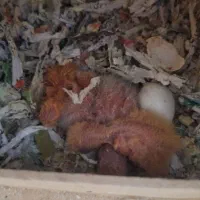 طوطی برزیلی مولد الانم تخم داره