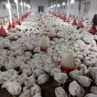 کارگر مرغداری