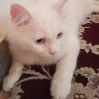 گربه ماده ترکیش