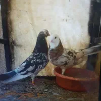 کفتر کبورتر هما سرور