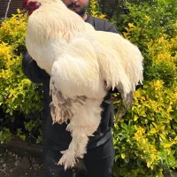 فروش جوجه های برهما