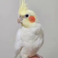 عروس هلندی|پرنده|خلخال, |دیوار