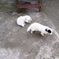 یک جفت توله سگ اشپیتز شش ماه|سگ|لولمان, |دیوار