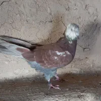 کبوتر گم شده