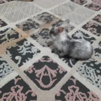 بچه خرگوش لوپ