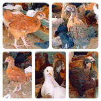 جوجه گلپایگان 40روزه و عروس طوطی
