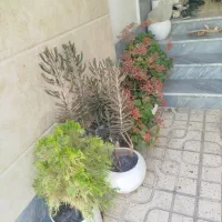 گل و گلدان