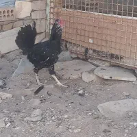مرغ و خروس گلین|حیوانات مزرعه|تهران, هفده شهریور|دیوار