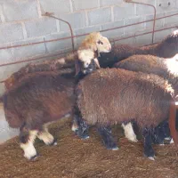 ۳۰ راس بره|حیوانات مزرعه|جم, |دیوار