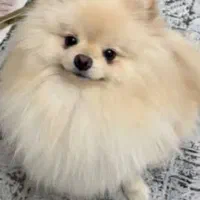 سگ پامر اصل