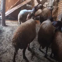 فروش گوسفند داشتی دست چین ابست|حیوانات مزرعه|رامیان, |دیوار