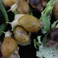 حلزون های غول پیکر|خزنده|رشت, پیرکلاچای|دیوار