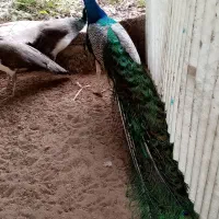 فروش طاووس های هندی|پرنده|قائم‌شهر, |دیوار