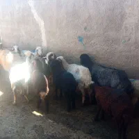 میش بره|حیوانات مزرعه|خمین, |دیوار
