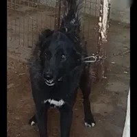 سگ قدریجونی