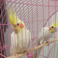 یک جفت عروس هلندی لوتینو اصل، با سه تا جوجه یکماهه|پرنده|فومن, |دیوار