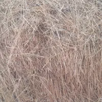 فروش گیاه|لوازم جانبی حیوانات|شوط, |دیوار