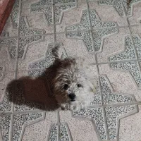 واگذاری پاپی یا معاوضه با عروس هلندی