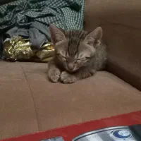 بچه گربه دو ماهه ۳ ماهه