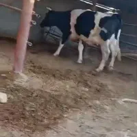 گاو با گوساله