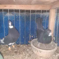 قره کرمونی .بزک