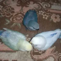 جوجه‌کوتوله‌سرلاکی