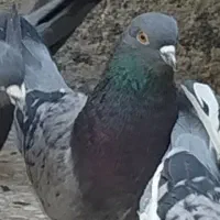 کبوتر|پرنده|خرم‌آباد, |دیوار