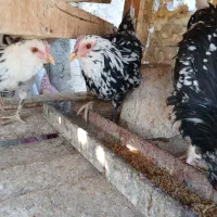 تخم مرغ نطفه دار گلین ریشی چهل تاج|حیوانات مزرعه|شاهینشهر, گزبرخوار|دیوار