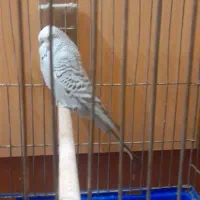 مرغ انگلیسی|پرنده|تهران, جیحون|دیوار