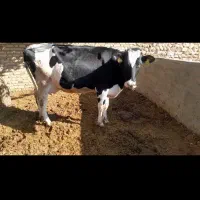 دو راس گاو هلشتاین آبستن سنگین