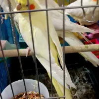 عروس هلندی دوسر لوتینو همه لوتینو