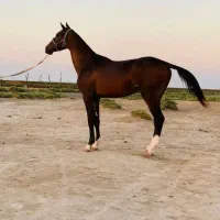 اسب ترکمن آخال تکه